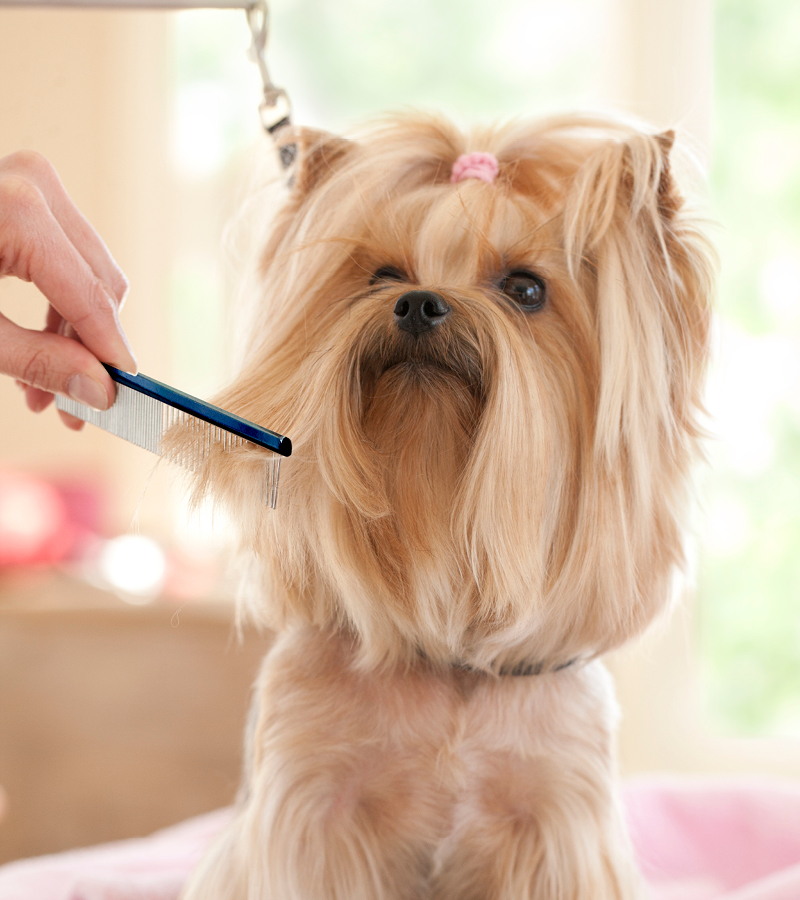 Professional Grooming Combs - Image 7