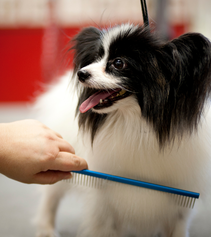 Professional Grooming Combs - Image 9